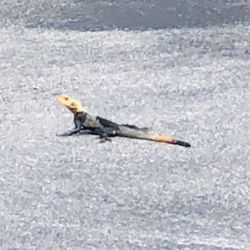 Ron Ehmann Park - Rock agama lizard