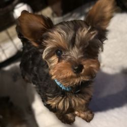Palisades Veterinary Hospital - Little Boy Blue