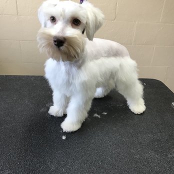 The Pet Spa - Little no name came in for a groom today. Look how handsome he is! - Pet Groomers Near Me - Crossville, Tennessee The Pet Spa - Little no name came in for a groom today. Look how handsome he is! - Pet Groomers Near Me - Crossville, Tennessee