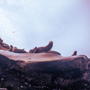 Beyond Land Adventures - Sea lions - Snorkeling Near Me - San Diego, California