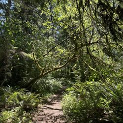 Kanaskat-Palmer State Park - Nice wide trail.