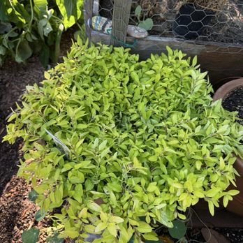 Glendora Gardens Nursery and Tree Farm - Yellow oregano. - Nurseries & Gardening Near Me - Glendora, California