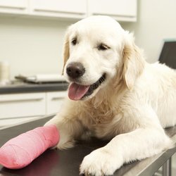 ARDDA Animal Hospital