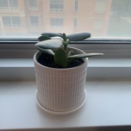 Jade plant and ceramic pot Jade plant and ceramic pot