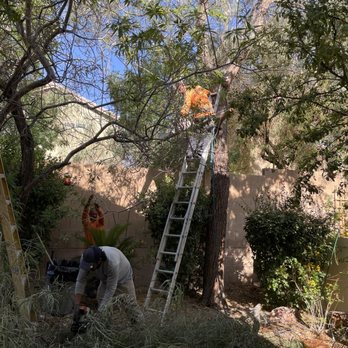 Sagos Landscape Tree Service - Landscaping Near Me - North Las Vegas, Nevada Sagos Landscape Tree Service - Landscaping Near Me - North Las Vegas, Nevada