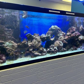 Boba World - Fish tank at boba world - Coffee & Tea Near Me - Miami, Florida