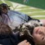 Photo of Save the Meow Meows Cat Lounge