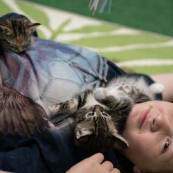 Save the Meow Meows Cat Lounge - kitten cuddles!