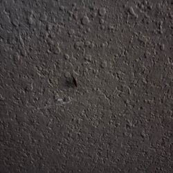 Holiday Inn Express & Suites San Antonio-Airport North - Roaches everywhere