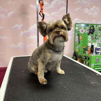 All American K9 Spa - Pet Groomers Near Me - Kingman, Arizona All American K9 Spa - Pet Groomers Near Me - Kingman, Arizona