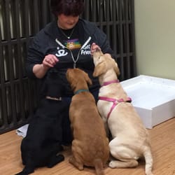 Loving Canine Transformations - Here I am teaching puppy class. These labs loved playing together so getting them all to focus at one time was a reward for me.