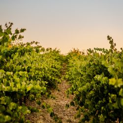 Defiance Vineyard