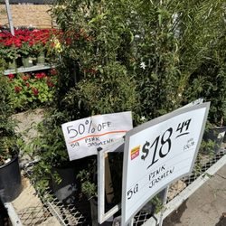 The Home Depot - Clearance on Pink Jasmine on 04/07/26