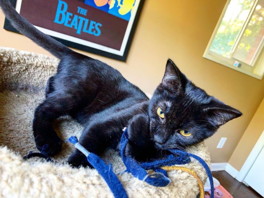 THE VILLAGE PETS PET SITTING AND PET CARE 196 Photos & 21 Reviews