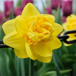 Tulip Festival - Tulip fest 2026