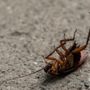 Photo of Apex Pest Control