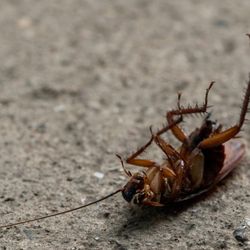 Apex Pest Control