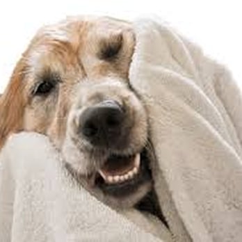 Ultimate Pet Grooming - Pet Groomers Near Me - Mission Viejo, California Ultimate Pet Grooming - Pet Groomers Near Me - Mission Viejo, California