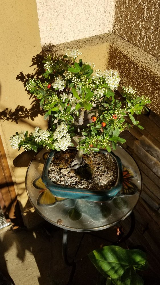 PARKVIEW NURSERY CANYON CREST 67 Photos & 42 Reviews Nurseries