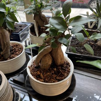 Utsuwa Botanical Design - Chinese Banyan, Ficus, Ginseng - Nurseries & Gardening Near Me - New York, New York