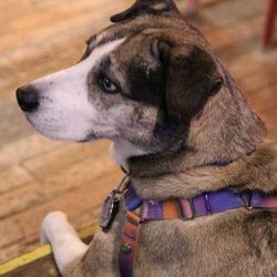 Village Idiot Brewing Company - Dog friendly