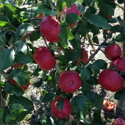 Sugar Creek Orchard