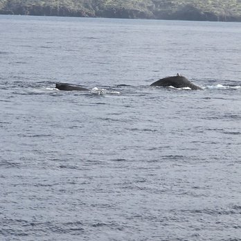 Calypso Charters - Snorkeling Near Me - Wailuku, Hawaii
