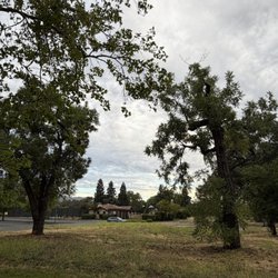 View of trees looking towards Arnold drive