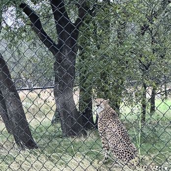 Fossil Rim Wildlife Center - Cheetah - Zoos Near Me - Glen Rose, Texas Fossil Rim Wildlife Center - Cheetah - Zoos Near Me - Glen Rose, Texas