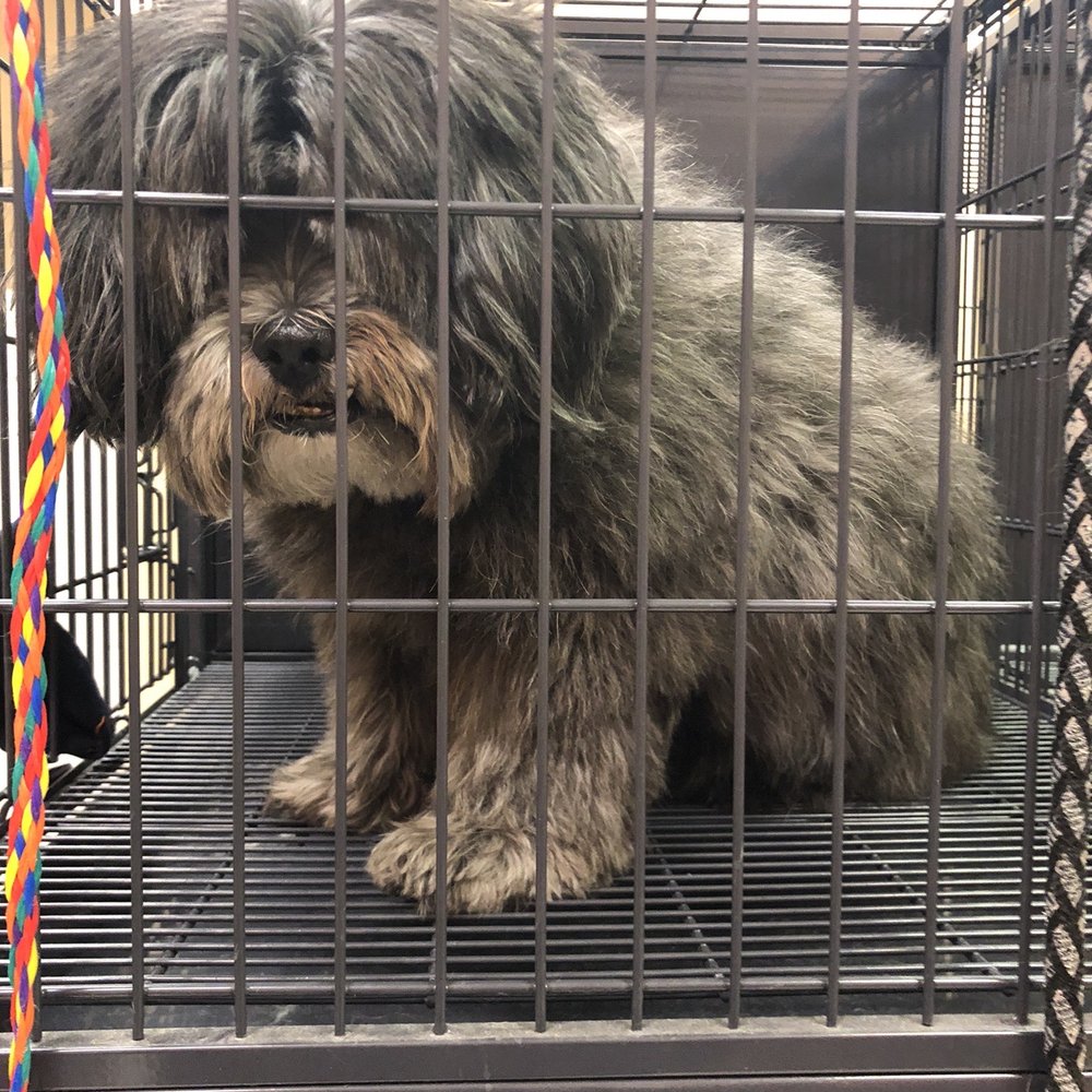 Palace Dog Grooming - My FRIGHTENED, and miserable crying dog! - Pet Groomers Near Me - El Paso, Texas Palace Dog Grooming - My FRIGHTENED, and miserable crying dog! - Pet Groomers Near Me - El Paso, Texas