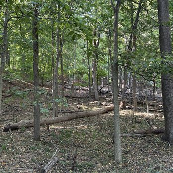 Forest Park Nature Center - Beautiful natural forest with downed trees - Parks Near Me - Peoria Heights, Illinois