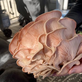 Lola and Jack - Our pink oyster mushroom that we harvested from the kit last night. So delicious!! - Arts & Crafts Near Me - Grass Valley, California Lola and Jack - Our pink oyster mushroom that we harvested from the kit last night. So delicious!! - Arts & Crafts Near Me - Grass Valley, California