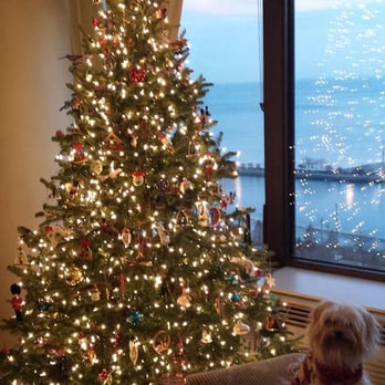 City Tree Delivery - Our perfect, perfectly gorgeus, City Tree tree - Christmas Trees Near Me City Tree Delivery - Our perfect, perfectly gorgeus, City Tree tree - Christmas Trees Near Me