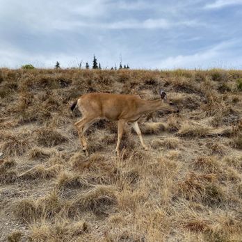 Evergreen Escapes - Deer - Tours Near Me - Seattle, Washington Evergreen Escapes - Deer - Tours Near Me - Seattle, Washington