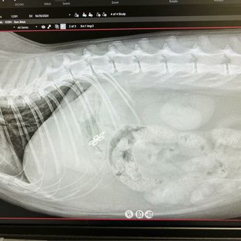Calimesa Veterinary Clinic - Veterinarians Near Me - Calimesa, California