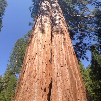 Trail of 100 Giants - Hiking Near Me - Springville, California Trail of 100 Giants - Hiking Near Me - Springville, California