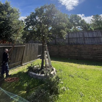 Conroe’s Best Tree Service - Tree Services Near Me