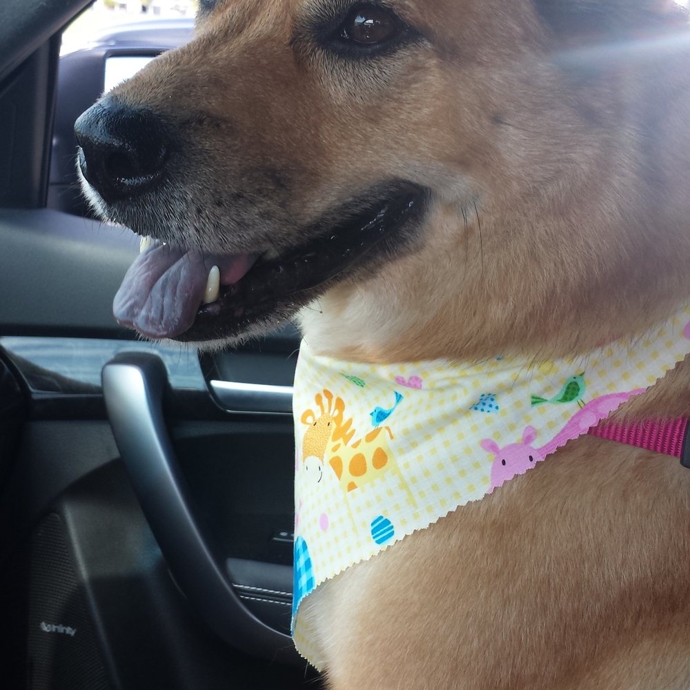 All About Paws Pet Spa - After today's visit! - Pet Groomers Near Me - Upland, California All About Paws Pet Spa - After today's visit! - Pet Groomers Near Me - Upland, California