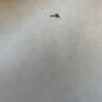 The Boiling Crab - Part of the dead fly . Management only writes back to good comments but leaves the bad reviews with no response. - Cajun/Creole Near Me - Rosemead, California