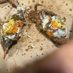 Blue Crabs Unlimited - Female Crabs Innards - look at those eggs