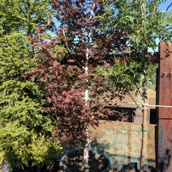 Terry's Nursery - Great place! Terry is so informative and knowledgeable very happy with the service, products and prices!!!