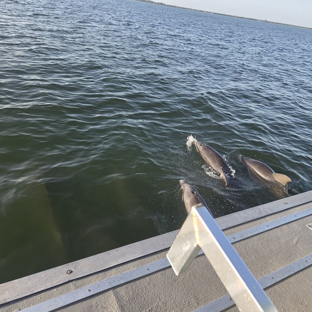 Captain Hirams River King - Dolphins! - Boat Tours Near Me - Sebastian, Florida