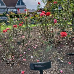 Parnell Rose Gardens