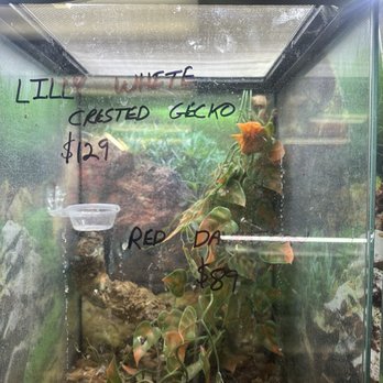 Tails2Scales Pet Shop - Crested Gecko with No humidity in enclosure. - Reptile Shops Near Me - Lancaster, California