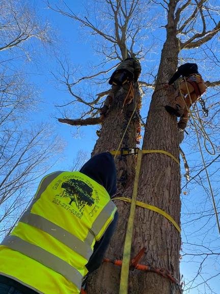 GBE Guifarro - tree service in Waterbury, CT