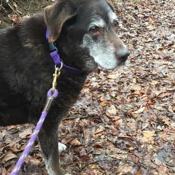 Epona Pet Care - Treat your older dog to a break in the middle of the long day, here is one of our regulars, Molly, she even loves the rain! - Pet Sitting Near Me - Asbury, New Jersey Epona Pet Care - Treat your older dog to a break in the middle of the long day, here is one of our regulars, Molly, she even loves the rain! - Pet Sitting Near Me - Asbury, New Jersey