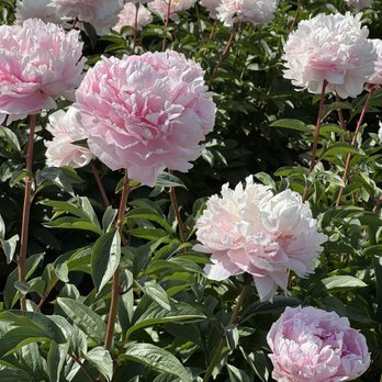 Adelman Peony Gardens - Peonies - Nurseries & Gardening Near Me - Salem, Oregon Adelman Peony Gardens - Peonies - Nurseries & Gardening Near Me - Salem, Oregon