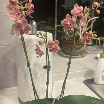 Norman's Orchid Nursery - Nurseries & Gardening Near Me - Montclair, California