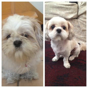 Lisajanays Bow Wows & Meows - Yumi before and after. Lisa pulled off the impossible! - Pet Groomers Near Me Lisajanays Bow Wows & Meows - Yumi before and after. Lisa pulled off the impossible! - Pet Groomers Near Me