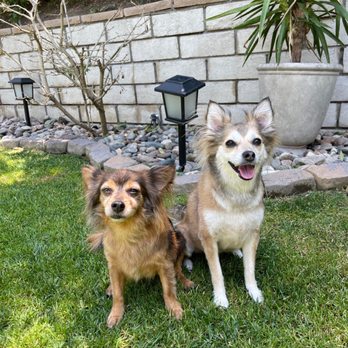 A Cut Above Pet Salon - My beautiful girls! Thank you for taking great care of them! - Pet Groomers Near Me - La Verne, California A Cut Above Pet Salon - My beautiful girls! Thank you for taking great care of them! - Pet Groomers Near Me - La Verne, California